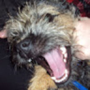 Meet your Posher, Benjamin